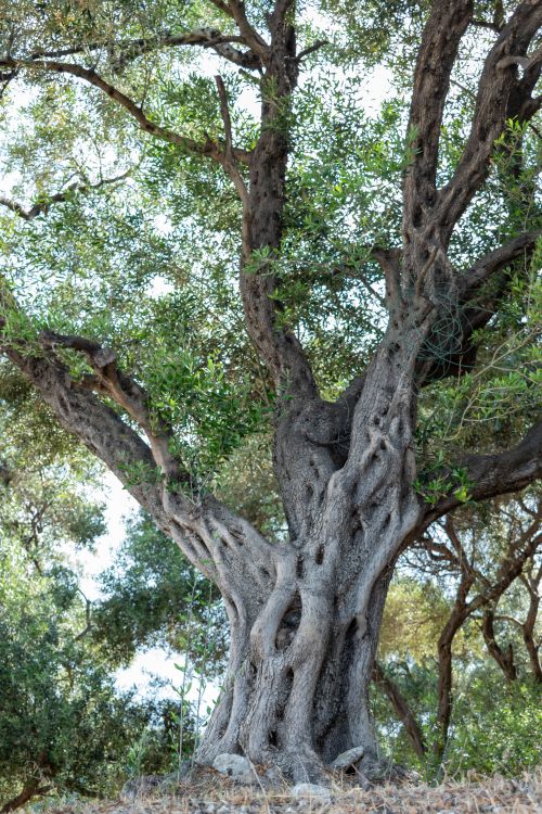 Free A towering old oak tree with intricate bark patterns in a sunlit forest setting. Stock Photo