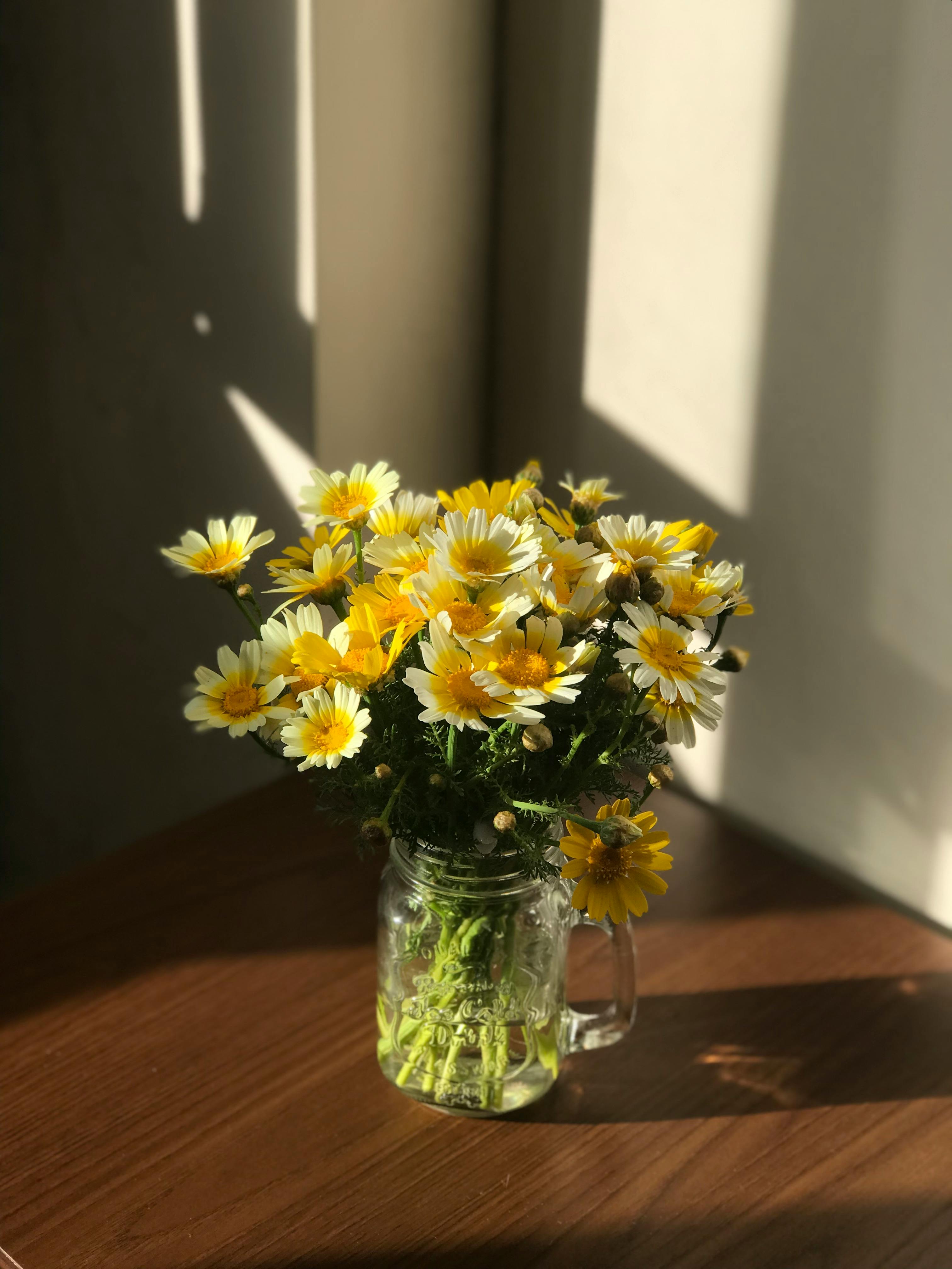 A stunning bouquet of yellow crown daisies beautifully arranged in a glass jar, illuminated by soft sunlight.