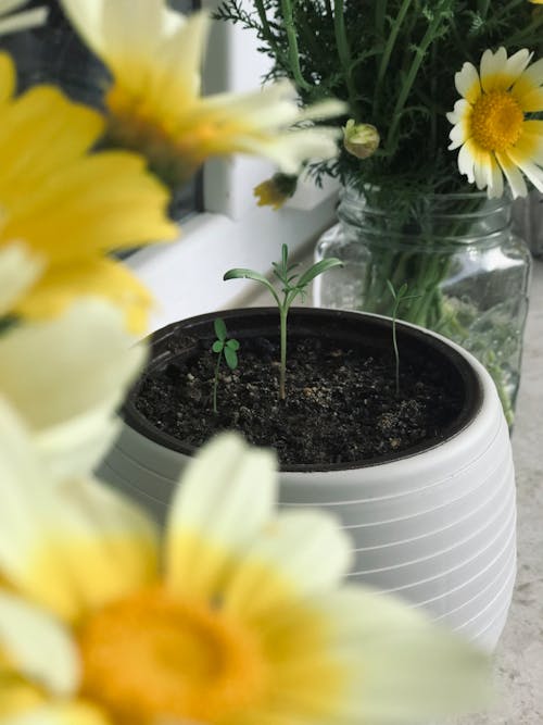 A potted plant with yellow flowers in it