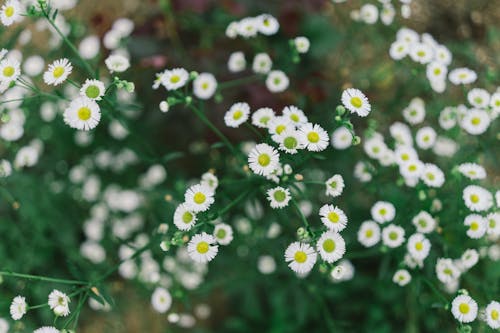 A close up of white and yellow flowers