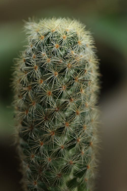 A close up of a cactus plant with small seeds