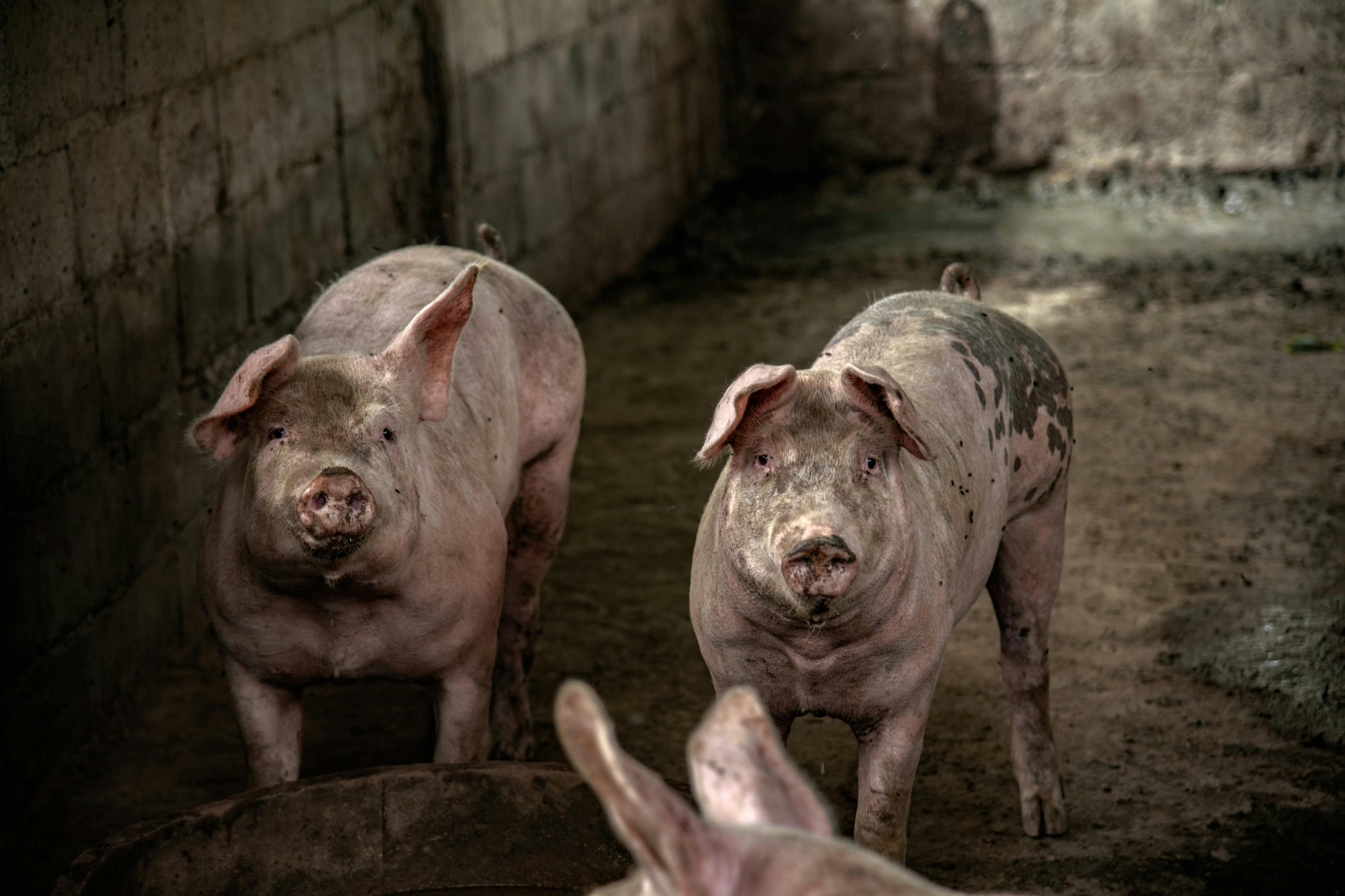 Passive Pigs to Hostile Piglin Brutes Beginner's Guide - Tips & Tricks