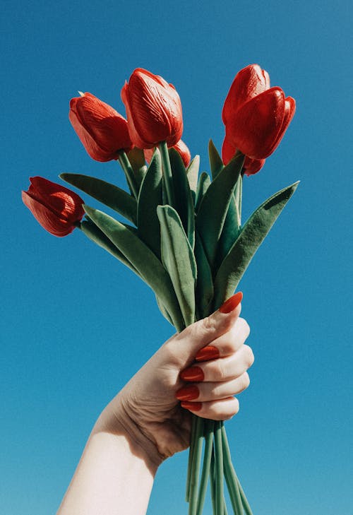 A person's hand holding a bunch of red tulips