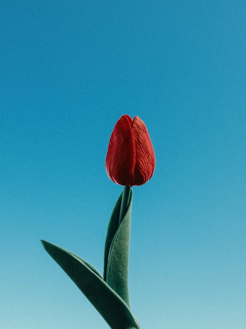 A single red tulip against a blue sky