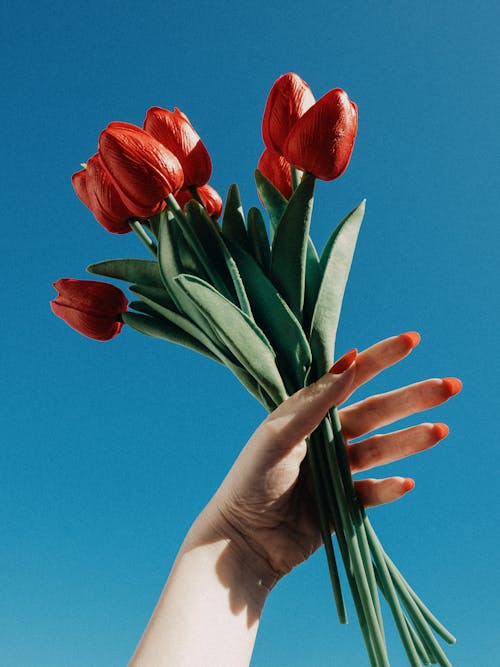 A person's hand holding a bunch of red tulips