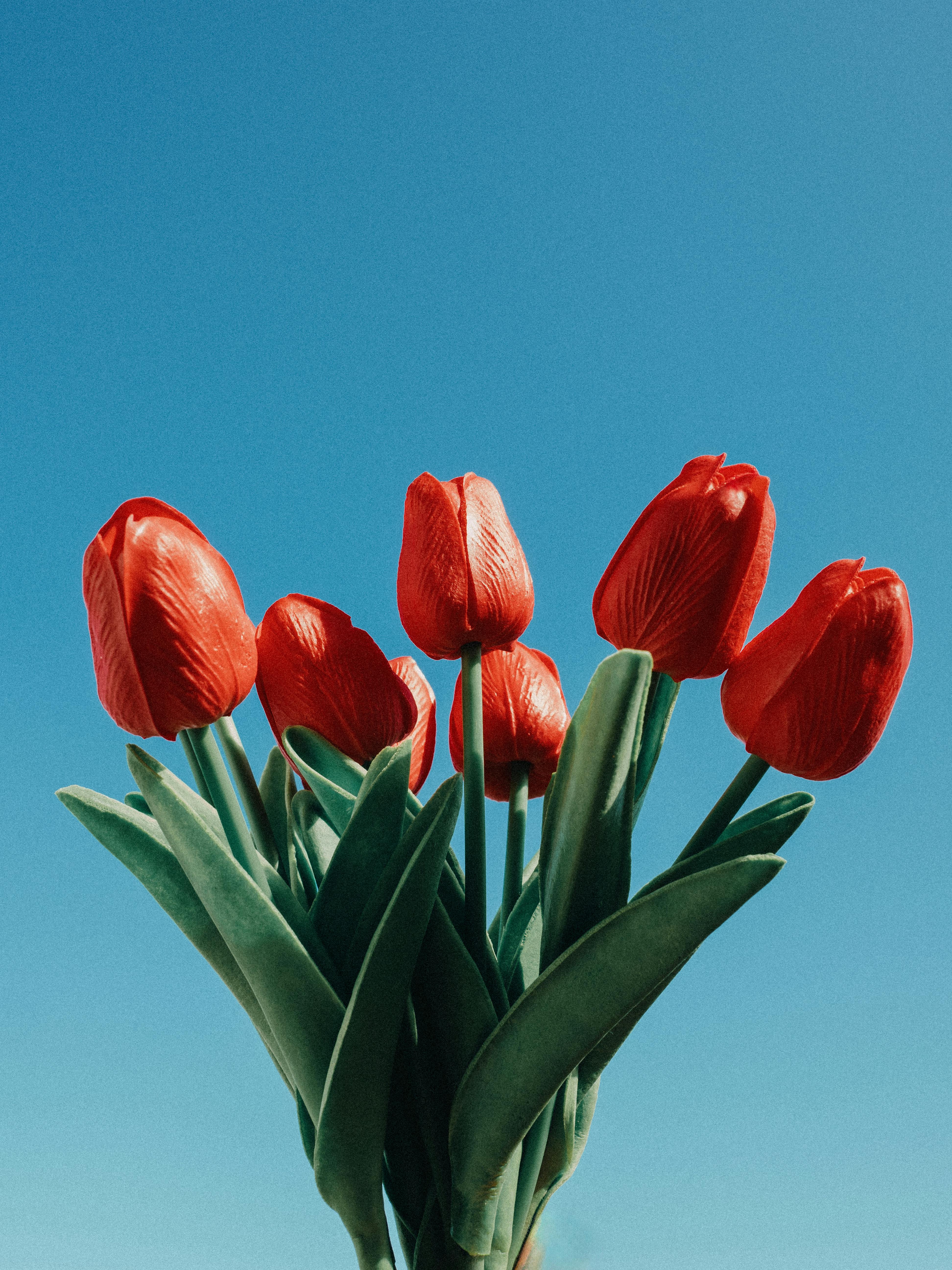 A striking bouquet of red tulips set against a clear blue sky, symbolizing spring.