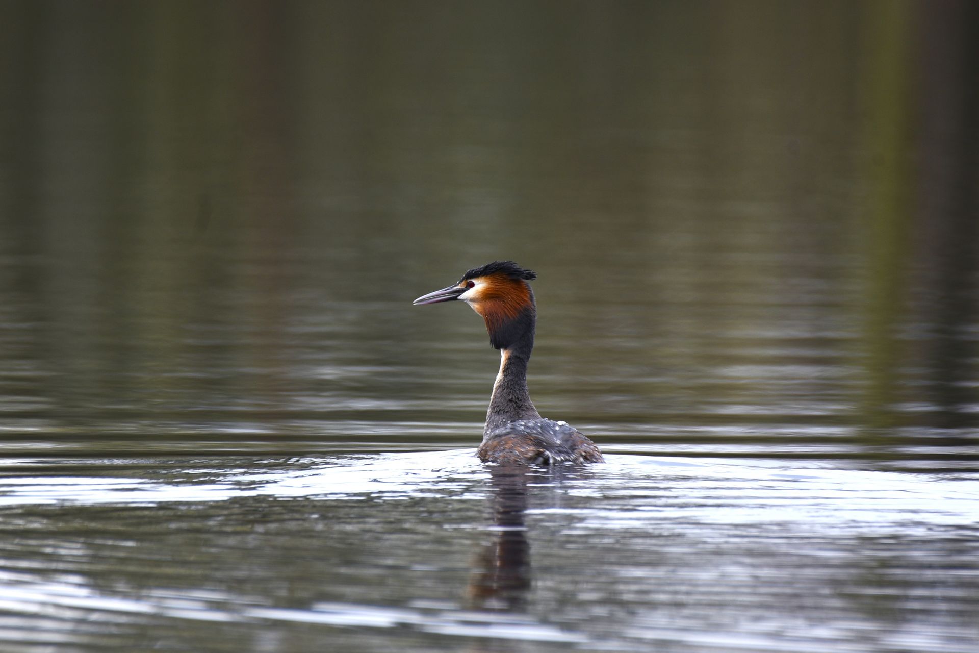A Great Crested Grebe (Podiceps cristatus) swimming on a calm lake, showcasing its vibrant plumage.
