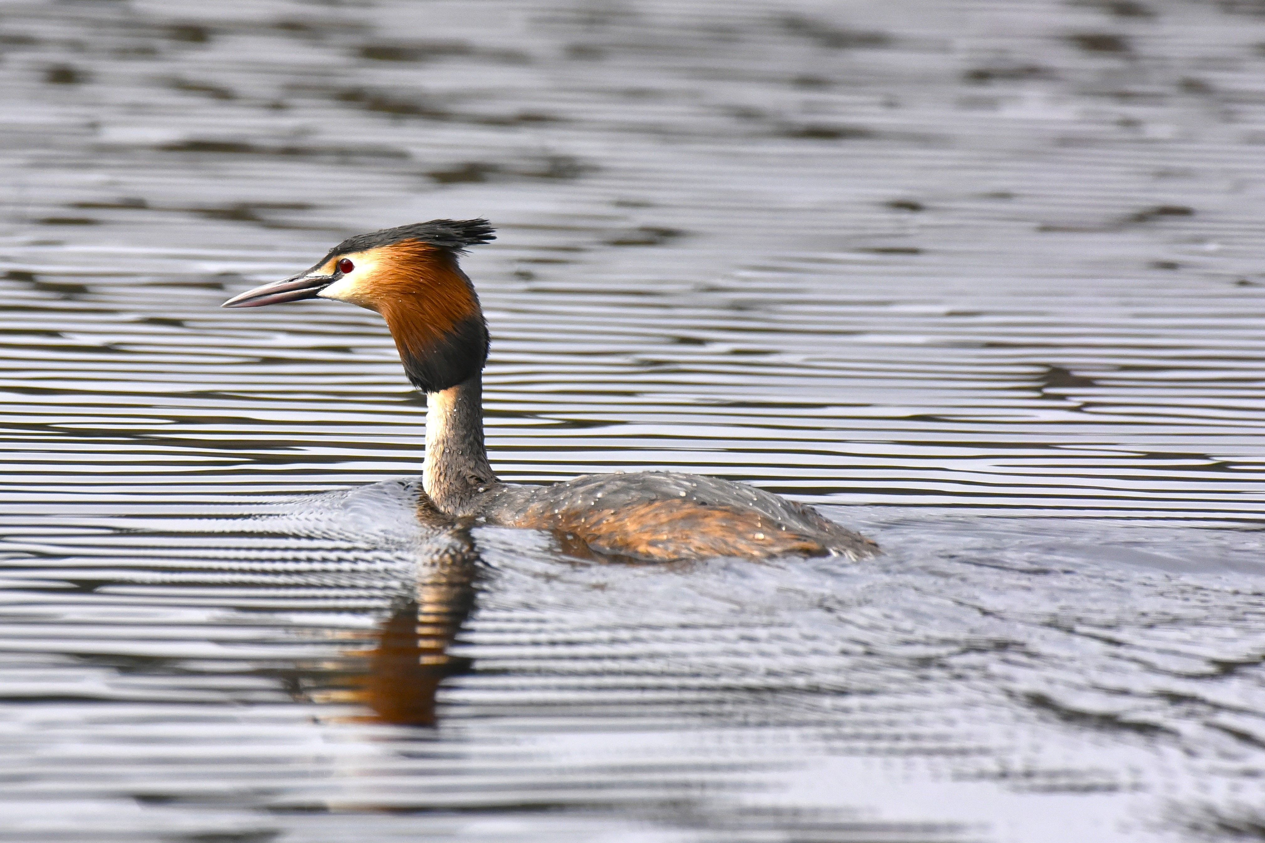 Great Crested Grebe Swimming in the River · Free Stock Photo