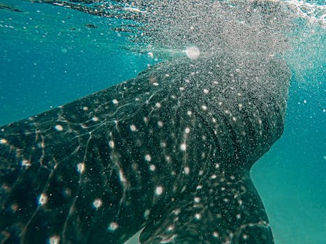 Close-up view of a majestic whale shark swimming underwater in Cebu, Philippines.