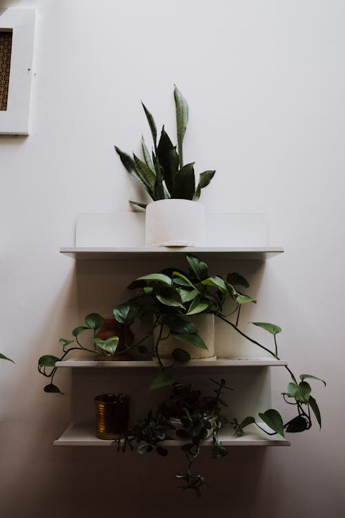Free Potted Plants on Shelves Stock Photo