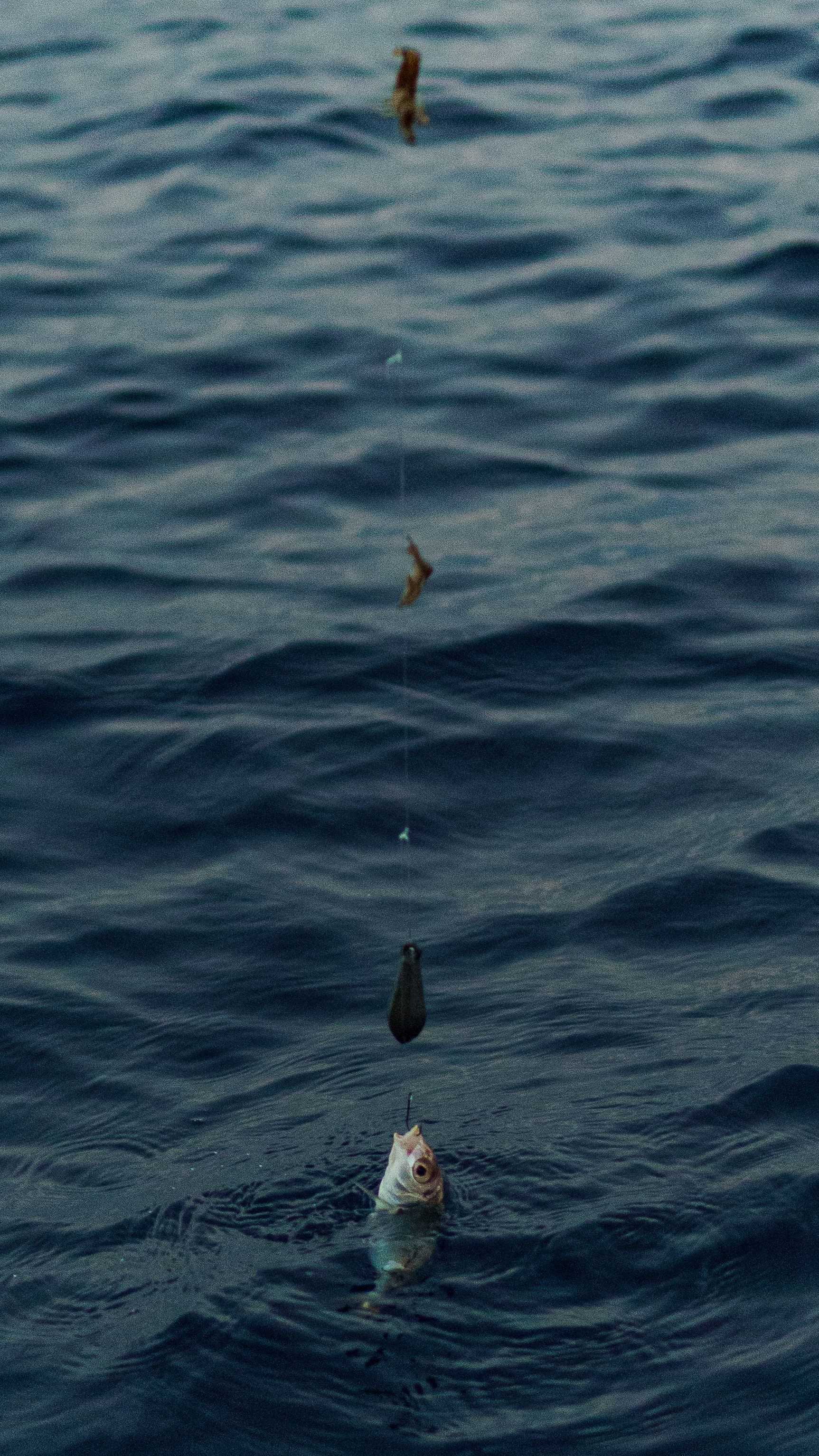 A fish caught on a fishing line in the open sea, showcasing a serene fishing moment.