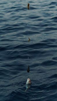 A fish caught on a fishing line in the open sea, showcasing a serene fishing moment.