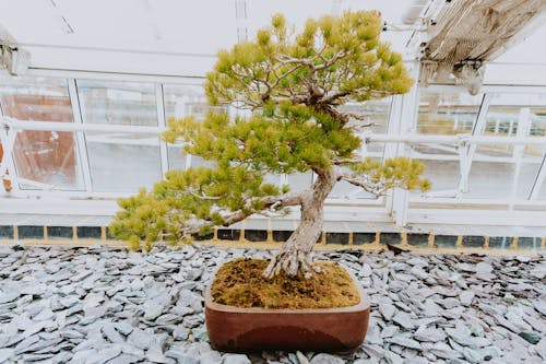 Gratis lagerfoto af bonsai, bonsai træ, drivhus