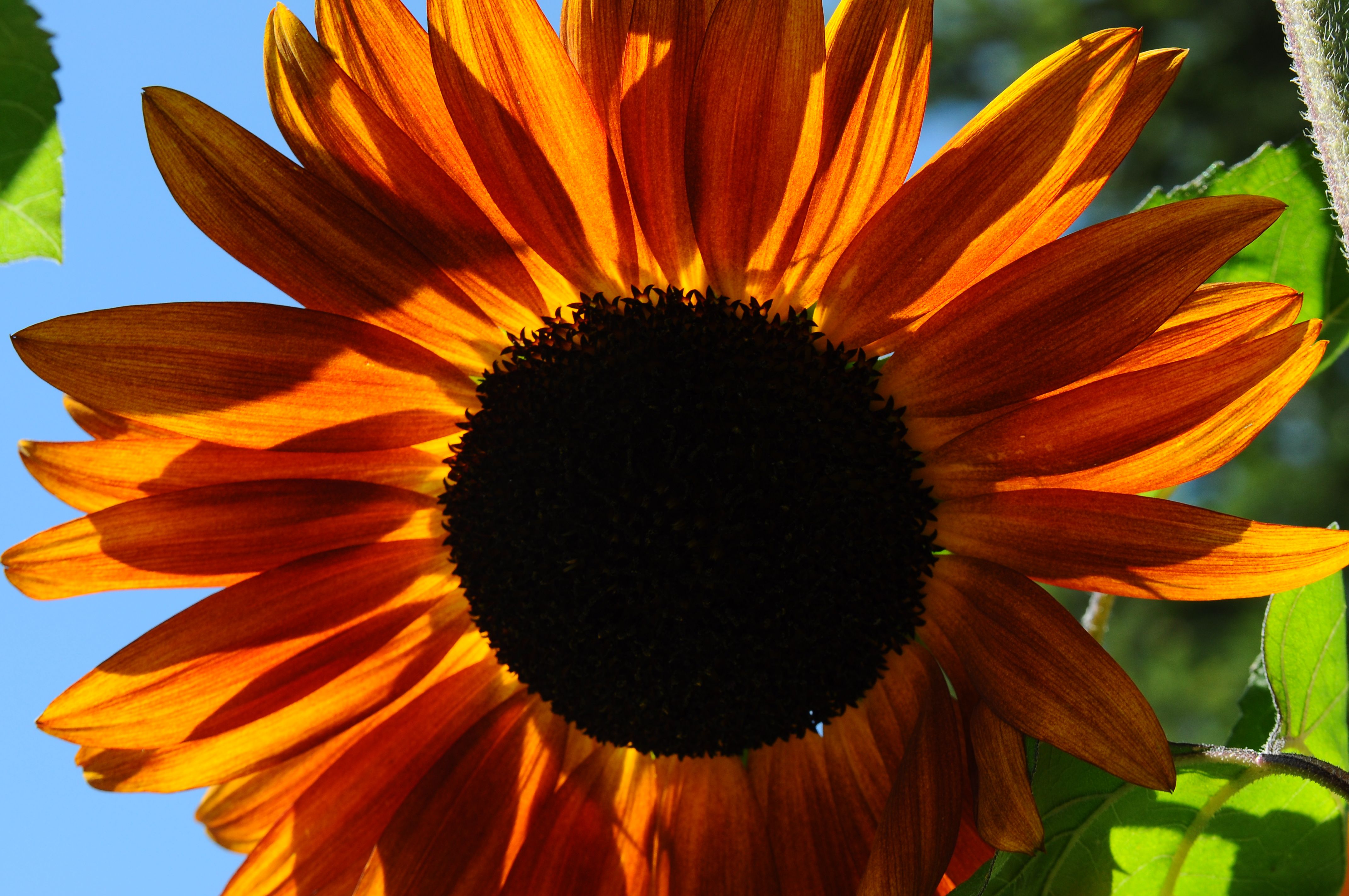 Close up of Sunflower · Free Stock Photo