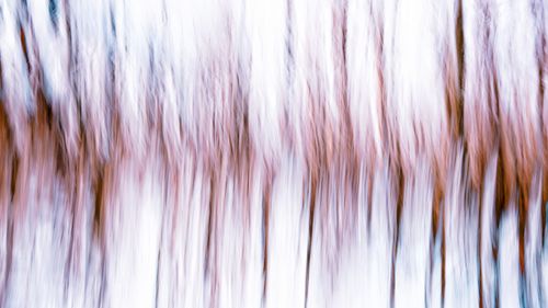 Free Artistic interpretation of trees with blurred vertical lines creating an abstract nature scene. Stock Photo