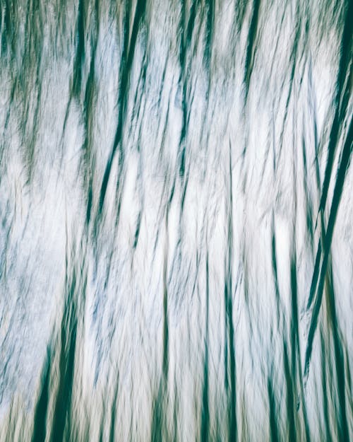 Photos gratuites de abstraction de bouleau, abstraction naturelle, arbres flous