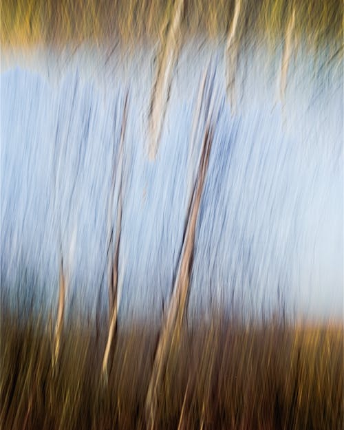 Kostnadsfri bild av abstrakt, abstrakt björkskog, abstrakt expressionism
