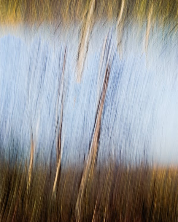 Abstract photograph of trees in the woods