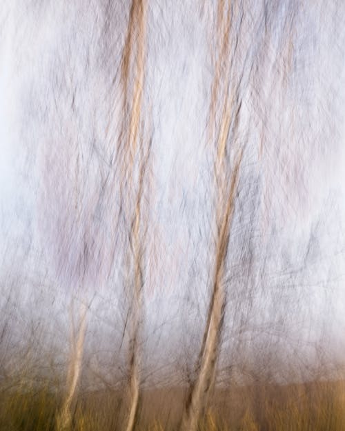 印象派白樺樹, 夢幻森林, 夢想森林 的 免費圖庫相片