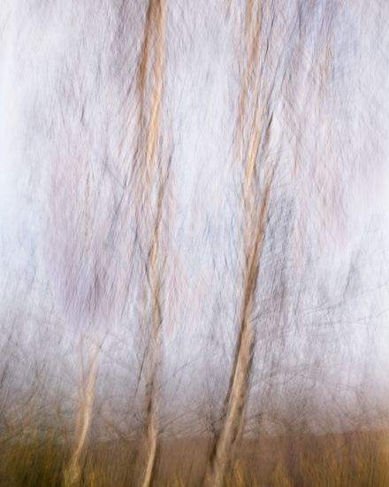 Soft blurred woodland artwork used in the message preview — photo by Robert Clark on Pexels