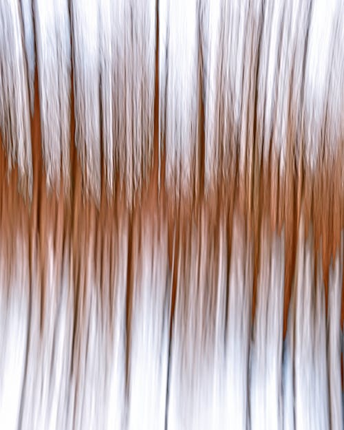印象派白桦树, 壁紙, 大气森林 的 免费素材图片