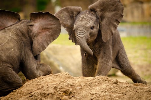 Two african Baby elefants 
