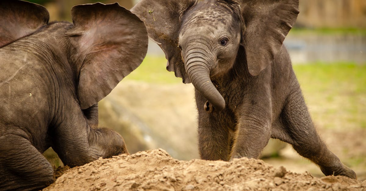 Two african Baby elefants