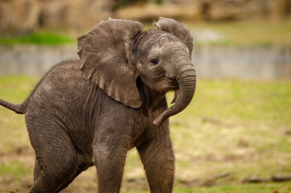 Charming baby African elephant strolling through a grassy field in Hilvarenbeek, Netherlands.