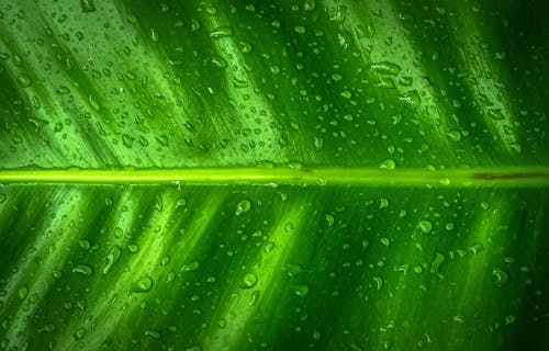 Close-up Photography of Leaf With Water Droplets