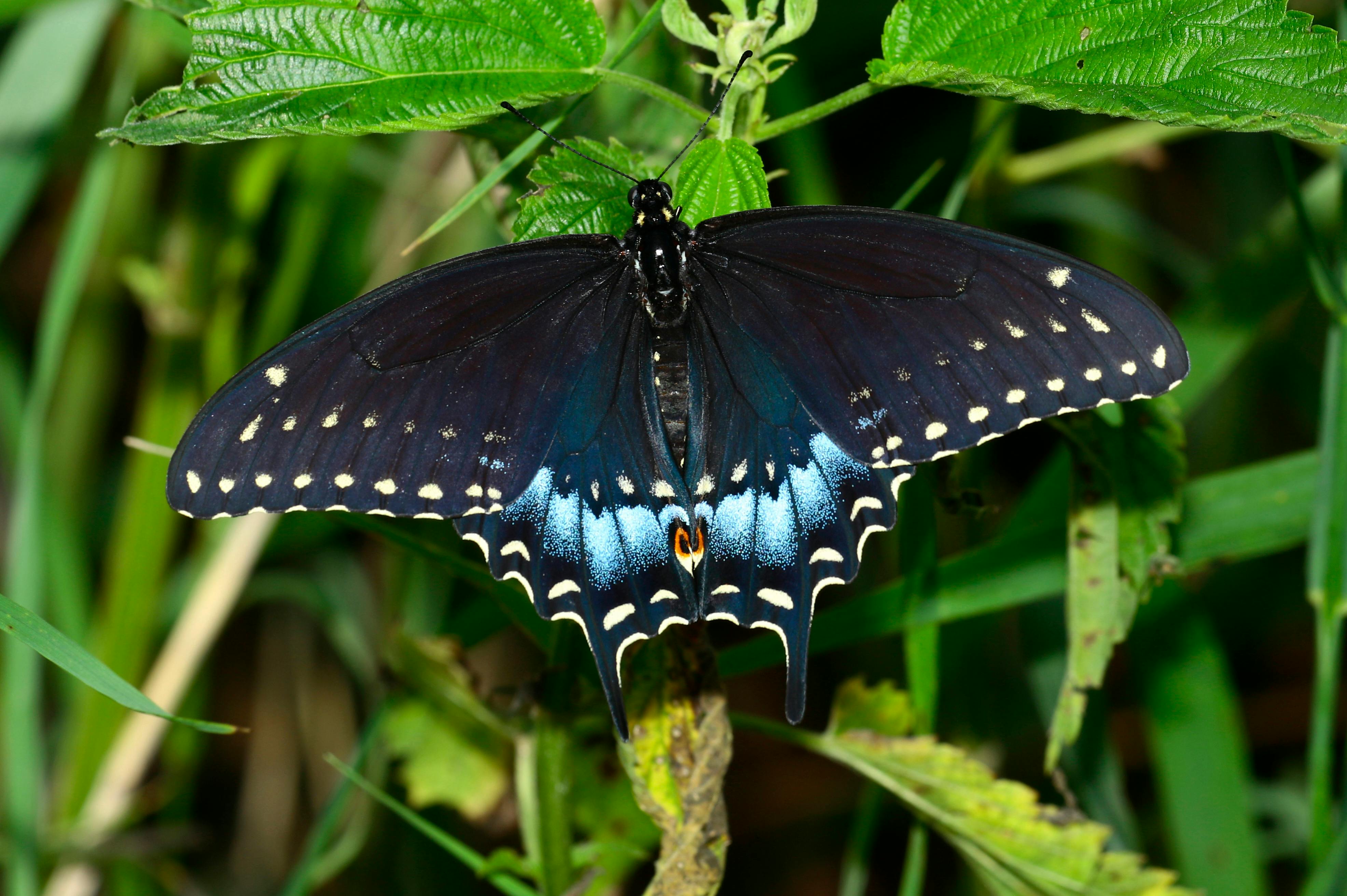 swallowtail lace shawl