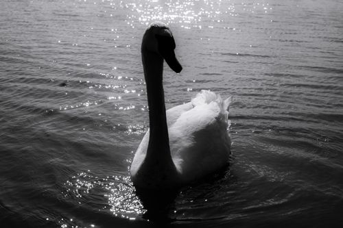 Free Elegant swan glides across a shimmering lake in monochrome. Stock Photo