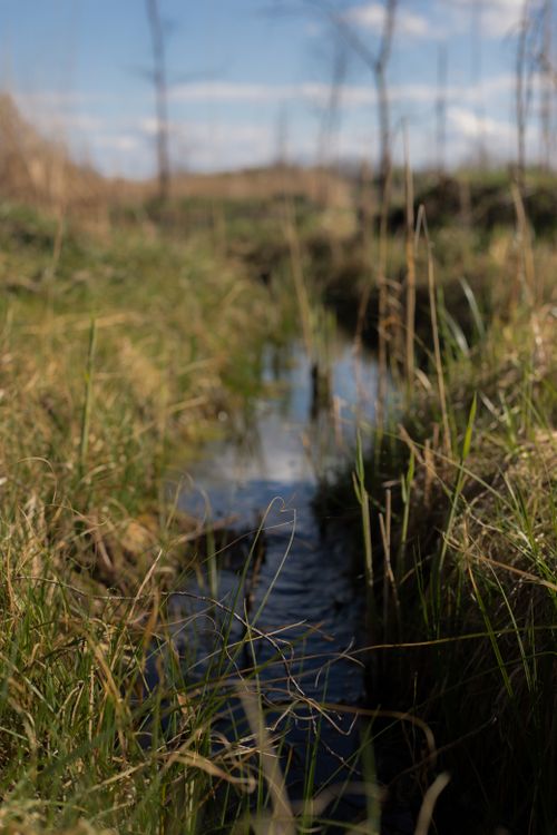 Free A peaceful creek flows through a lush meadow, captured with a natural focus in rural scenery. Stock Photo