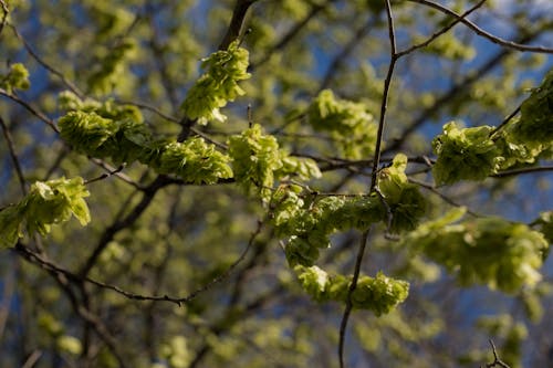 Green sprouts (Jovan Vasiljević Photography)