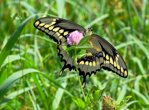 гигантский махаон (Papilio Cresphontes)