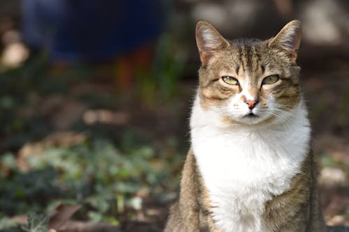 Kostenloses Stock Foto zu gefleckt, haustier, katze