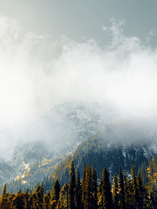 Cloud over Evergreen Forest