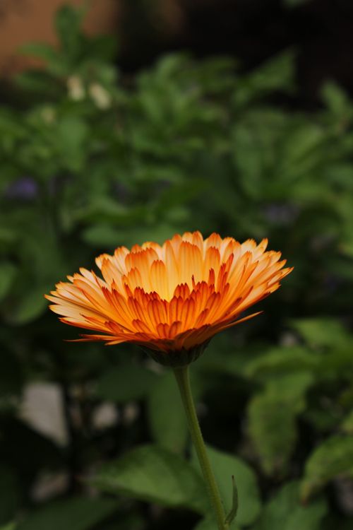 Free Close-up of a single marigold flower in a garden in Jönköping, Sweden. Stock Photo