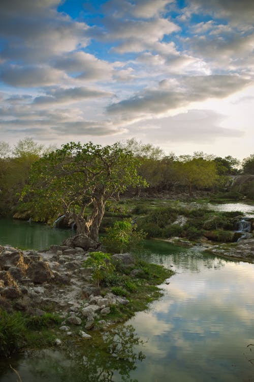 Foto profissional grátis de árvores, cenário, ecológico