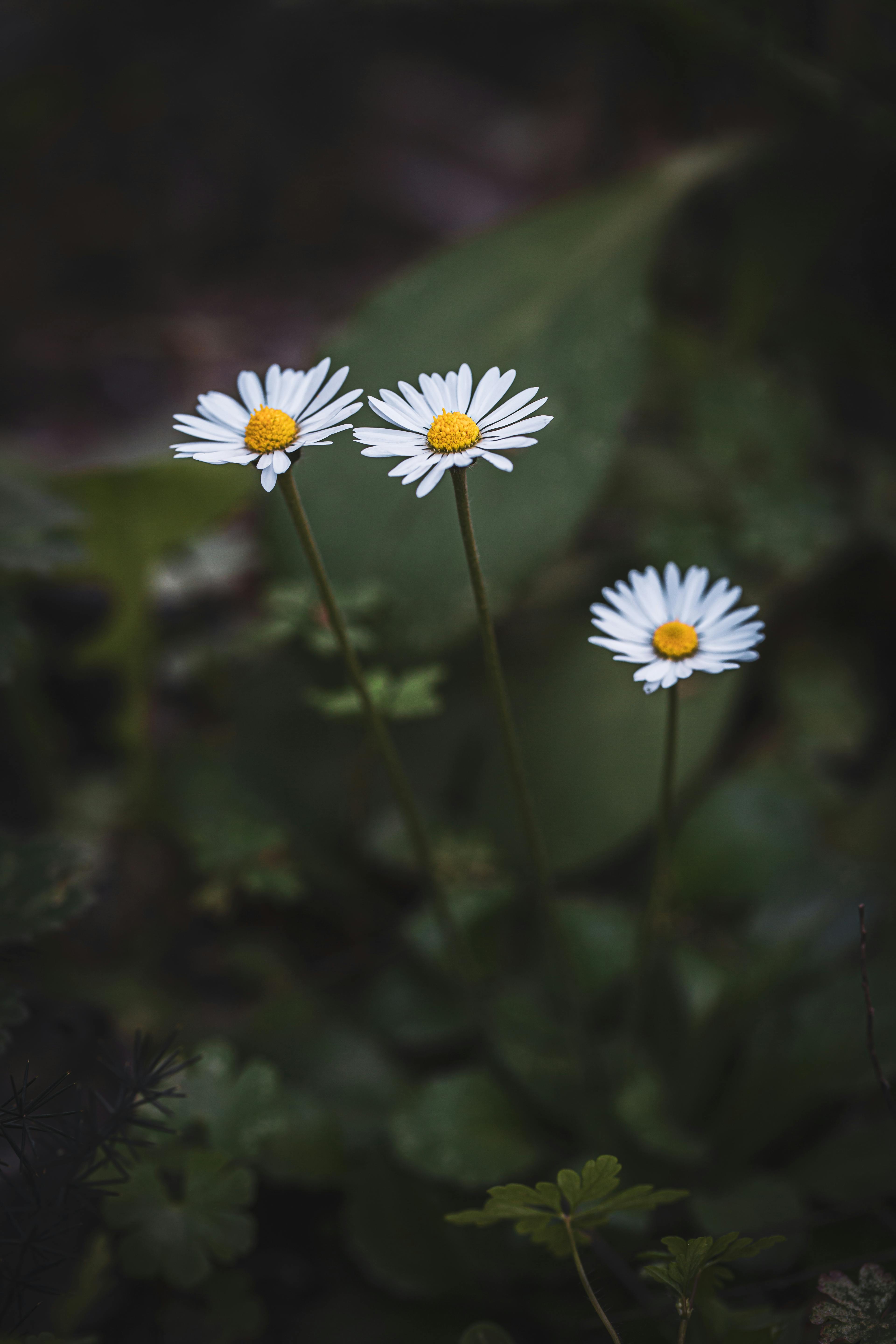 White Daisies in Nature · Free Stock Photo, image size:3840x5760