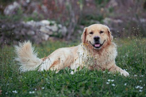Golden retriever lying in a blooming meadow — Mihailo Jovicevic on Pexels
