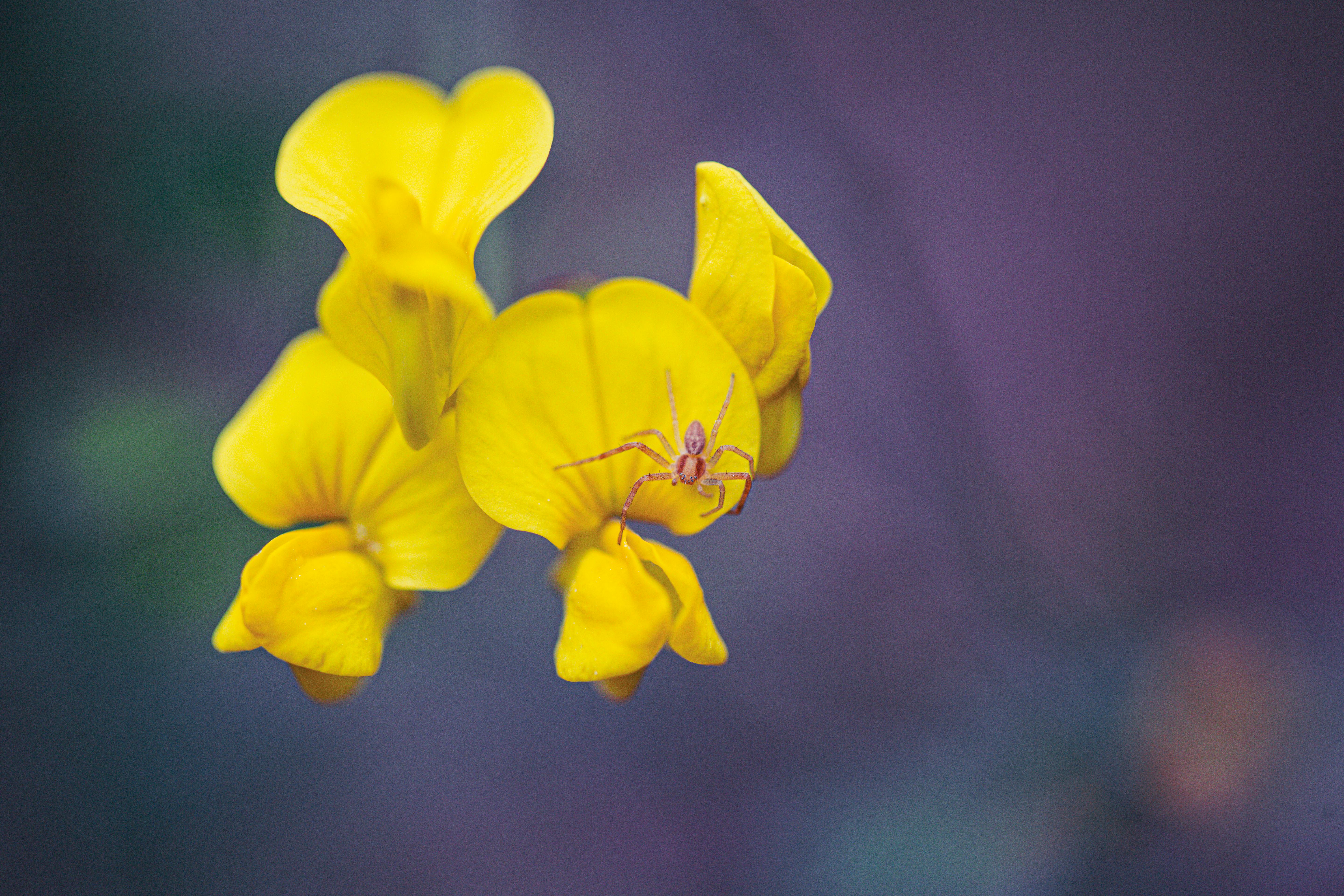 Danilovgrad, Montenegro - travel photo