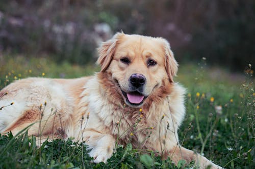 Foto stok gratis anjing, anjing golden retriever, fokus selektif
