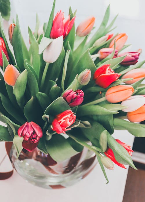 Free stock photo of bouquet, mood, spring is coming