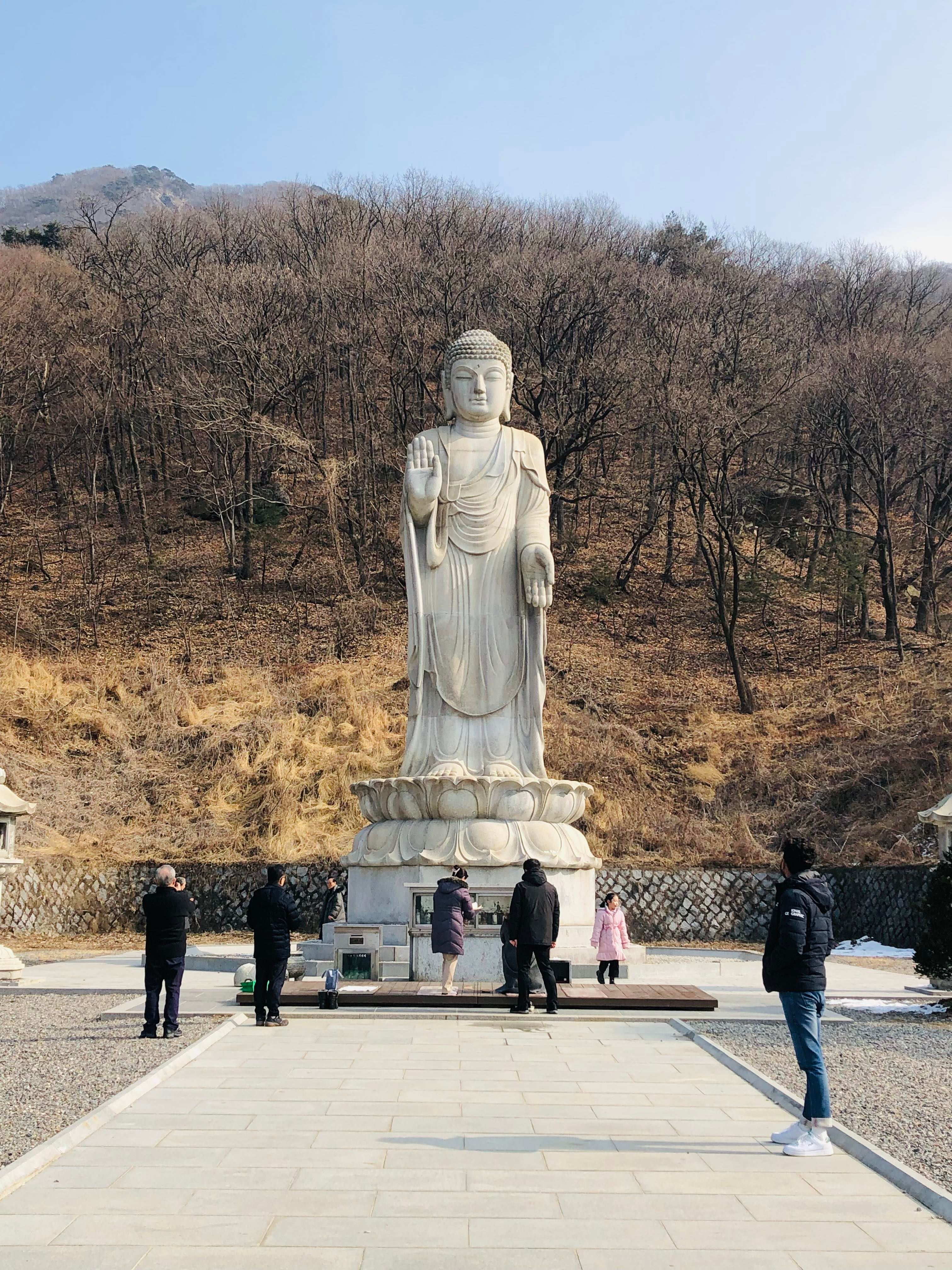 A Buddha statue set among trees on a forested hillside