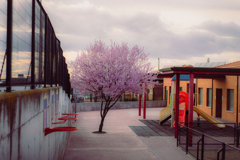 Patio de juego con árbol rosa en flor en un entorno urbano de primavera, con tobogán y valla.