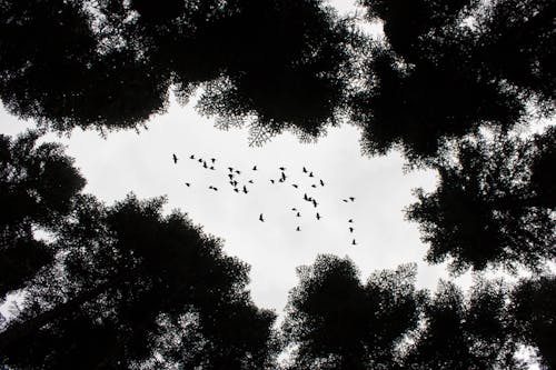 Free stock photo of forest adventure, sky