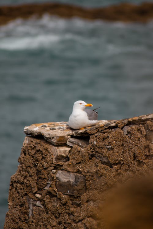 Free stock photo of seagull