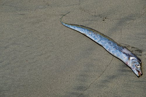 Foto d'estoc gratuïta de colombia, peix, pescant