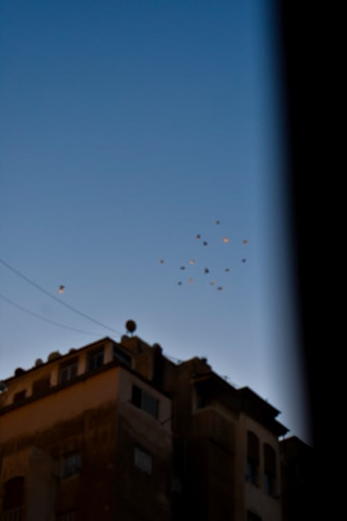 Birds and architect in the sky