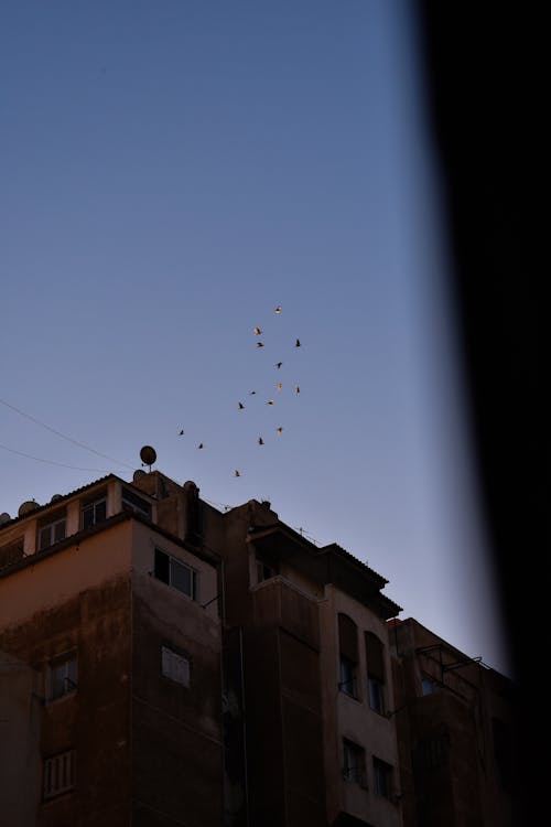 Architect and birds in the sky